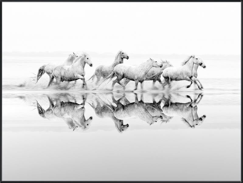 Wild Freedom