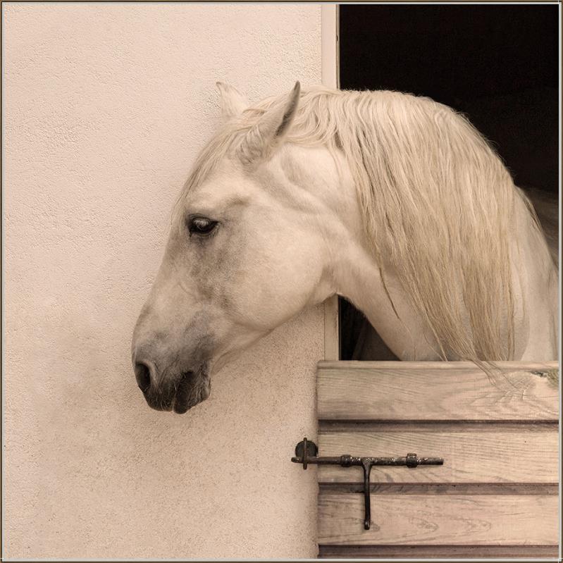 Stable II