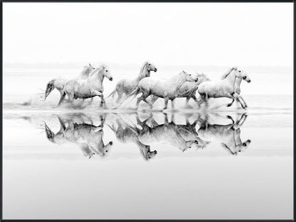 Wild Freedom