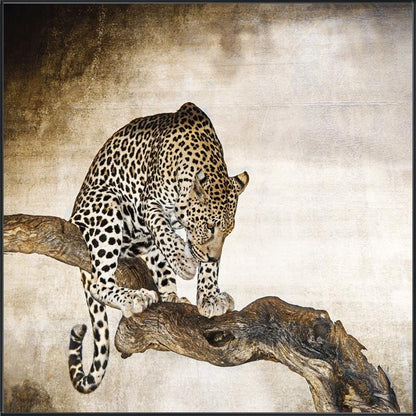 African Leopard