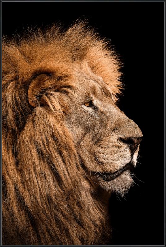 King's Portrait