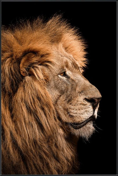 King's Portrait