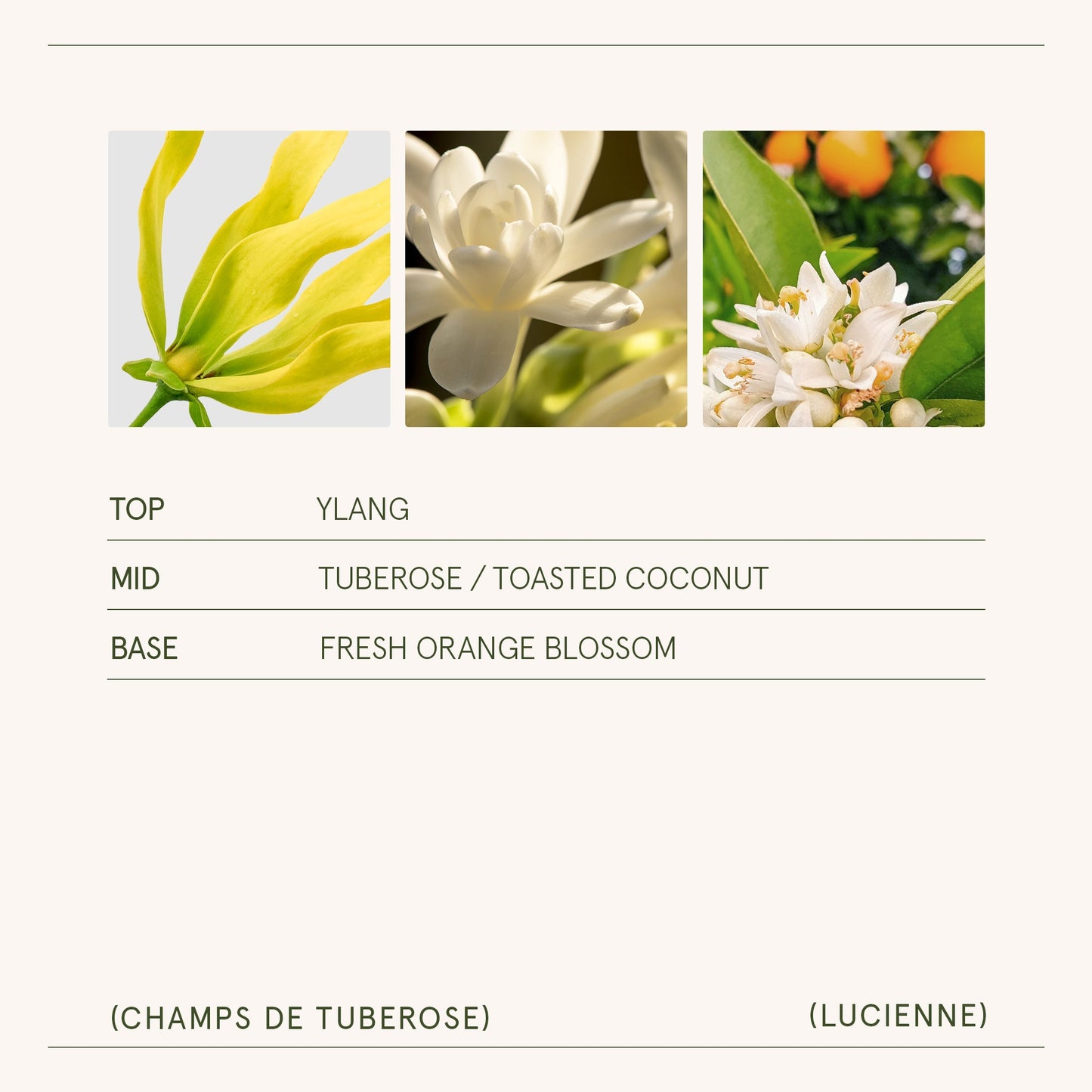 Lucienne - Champs de Tuberose Candle