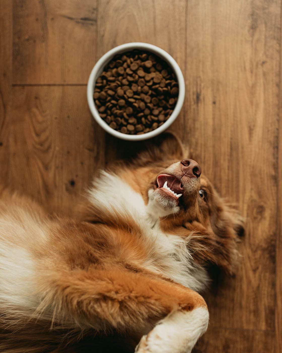 Farm Dog Bowl